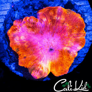 RARE COLOR ECLECTUS SHROOM