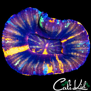 BEAUTIFUL 4 COLOR SCOLY