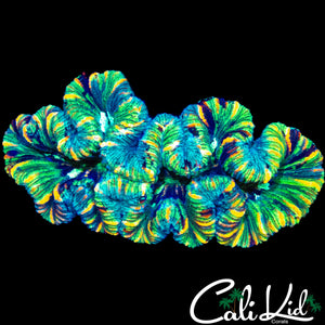 RAINBOW SPLICE TRACHY