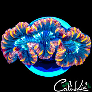 CANDY CANE TRACHY