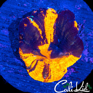 AQUACULTURED TRI COLOR SCOLY