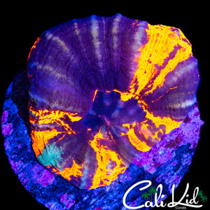AQUACULTURED TRI COLOR SCOLY