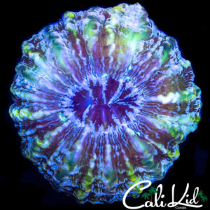 BEAUTIFUL ULTRA CYNARINA