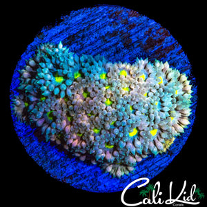 RAINBOW PETAL GONI
