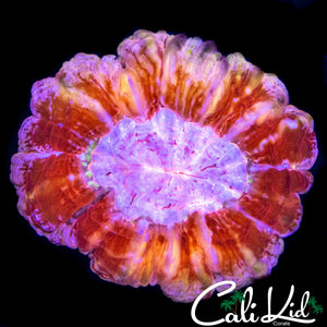 FLAMIN PINK RIM INDOPHYLLIA