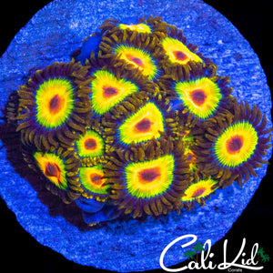 RASTA ZOA COLONY
