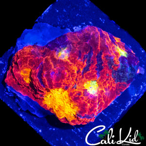 INDO RAINBOW EYE CHALICE