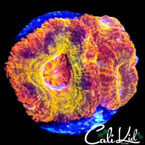 CK DIRTY LEPRECHAUN ACAN TRIPLE
