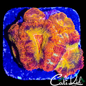 CK DIRTY LEPRECHAUN ACAN MINI COLONY