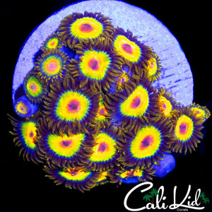 RASTA ZOA COLONY
