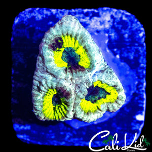 CK UNRELEASED FAVIA