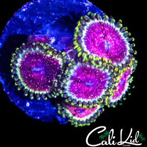 STRAWBERRY WINE COLONY