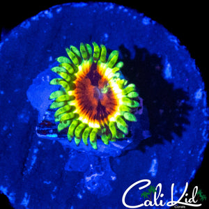JF BLOODSHOT ZOA