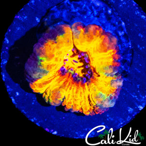 CK BUBBLE YUM ACAN