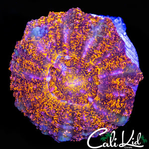 SUPER RARE BABY SPECKLED MEAT CORAL