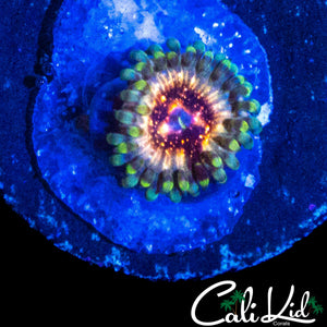 CK UNRELEASED ZOA