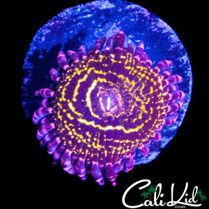 XL STRATOSPHERE ZOA