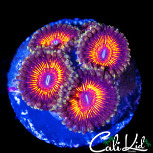 ULTRA ZOA QUAD