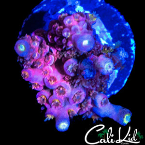 INSANE RAINBOW TENIUS