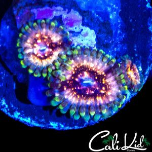 CK UNRELEASED ZOA TRIPLE
