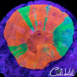Tri Color Scoly