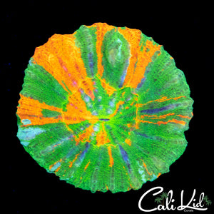 Rare 4 Color Scoly
