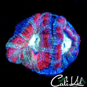 White Ghost Acan Double