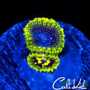 Exosphere Double
