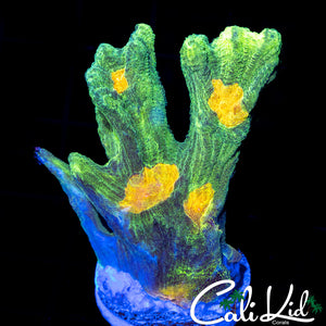 Space Invader Large Frag