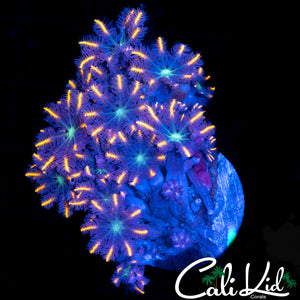 Rainbow Clove Polyps