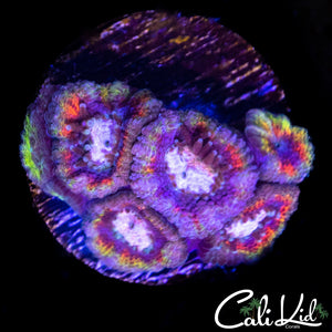 CK Rainbow Micro