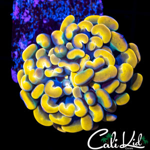 Extreme Gold Branching Hammer