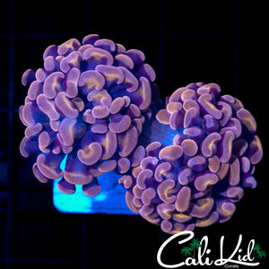 Purple / Gold Branching Hammer Double