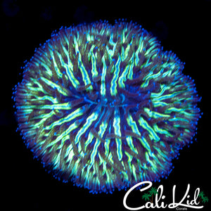 Ultra Stripe Fungia