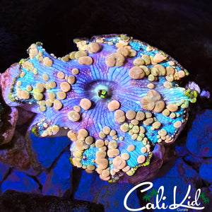Neptune Bounce Mushroom