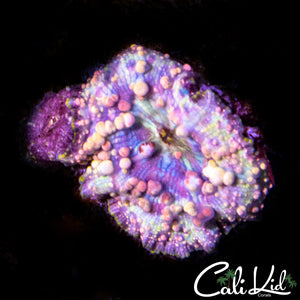 Neptune Bounce Mushroom