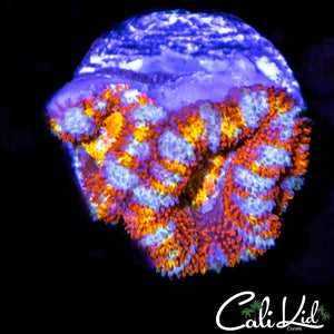 White Stripe Rainbow Acan Double
