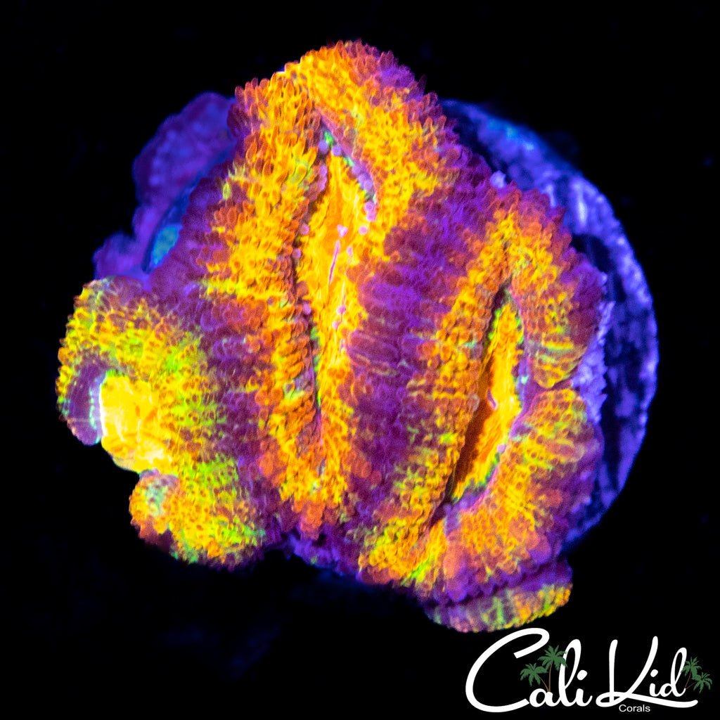 Ultimate Rainbow Acan Triple