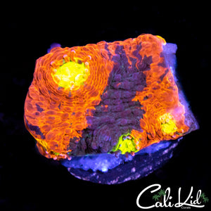 Indo Rainbow Chalice Frag