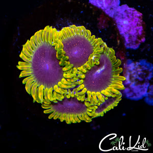 Stiggy Marley Mini Colony