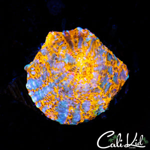 Ultra Chalice Frag
