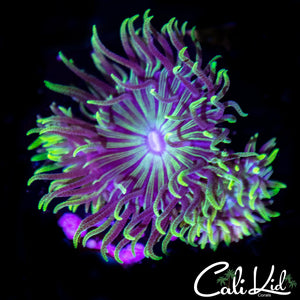 Flower Petal Duncan Triple