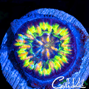 Ultra Rainbow Button Scoly