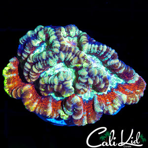 Ultra Rainbow Wilsoni