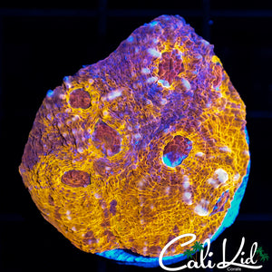 Ultra Chalice Chunk