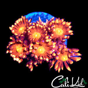 CK Starburst Goni