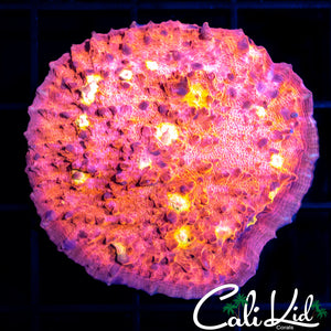Ultra Chalice Mini Colony