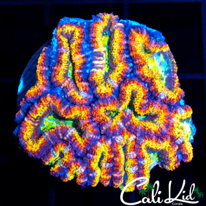 Insane Rainbow Acan Mini Colony