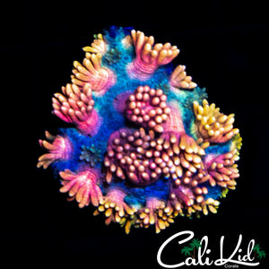 Malaysian Rainbow Goni