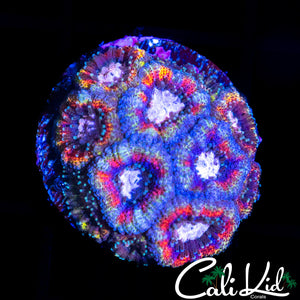 CK Rainbow Micro
